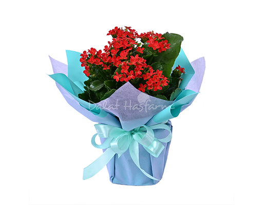 Chậu Sống Đời TD Gói Dalat Hasfarm ảnh 0