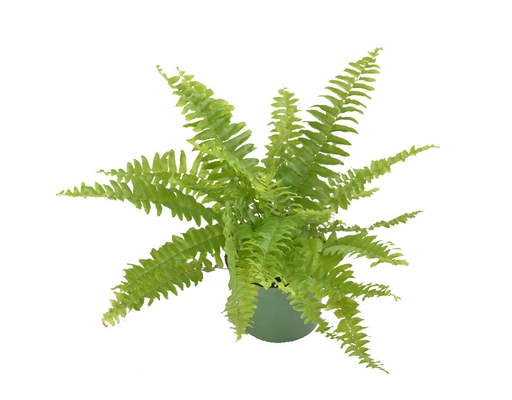 Chậu Dương Xỉ Mini Dalat Hasfarm ảnh 0