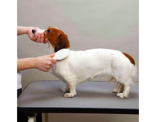Bàn Chải Tròn Răng Tròn Size S Doggyman ảnh 2