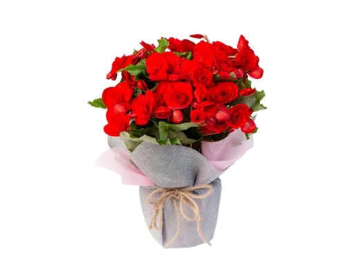 [Hàng Đặt Trước] Chậu Thu Hải Đường Gói (Giao Mẫu Ngẫu Nhiên) Dalat Hasfarm ảnh 0