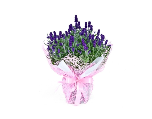 [Hàng Đặt Trước] Chậu Lavender Trung Gói (Giao Mẫu Ngẫu Nhiên) Dalat Hasfarm ảnh 1