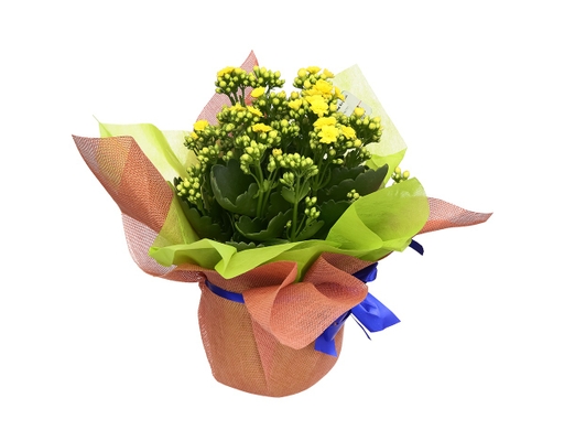 [Hàng Đặt Trước] Chậu Sống Đời Trung Kép Gói (Giao Mẫu Ngẫu Nhiên) Dalat Hasfarm ảnh 2