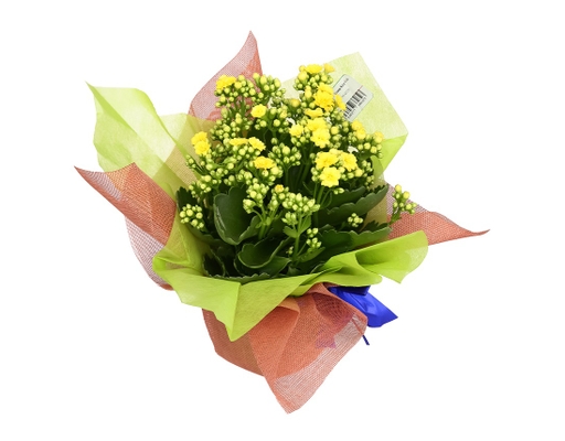 [Hàng Đặt Trước] Chậu Sống Đời Trung Kép Gói (Giao Mẫu Ngẫu Nhiên) Dalat Hasfarm ảnh 3