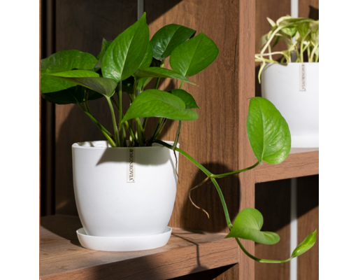 Chậu Trắng Size 18cm Monrovia ảnh 3