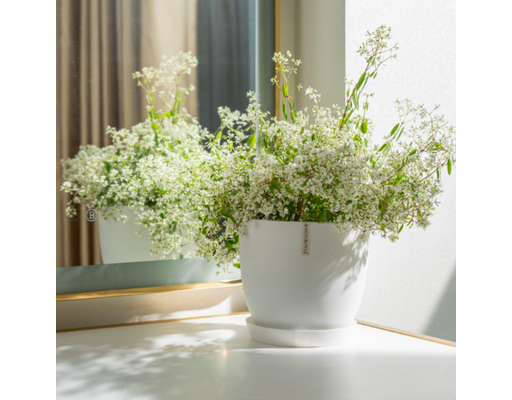 Chậu Trắng Size 20cm Monrovia ảnh 3
