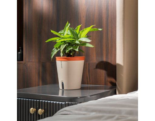 Chậu Tự Tưới Nhật Bản - Tròn Size M Monrovia ảnh 6