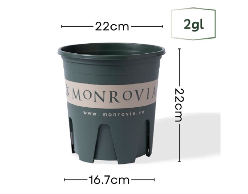 Chậu Trồng Cây 2 Gallon Monrovia ảnh 1