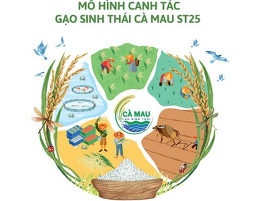 Gạo Sinh Thái Cà Mau ST25 5kg Vua Gạo ảnh 3
