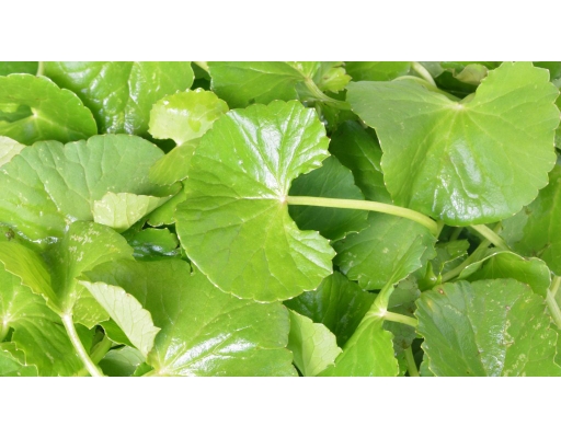 Rau Má Đất An Lạc 150g