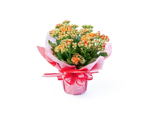 [Hàng Đặt Trước] Chậu Sống Đời Trung Kép Gói (Giao Mẫu Ngẫu Nhiên) Dalat Hasfarm ảnh 0