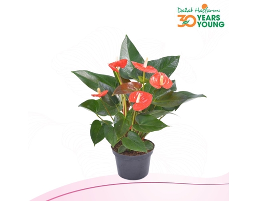 Chậu Hồng Môn Dalat Hasfarm ảnh 1
