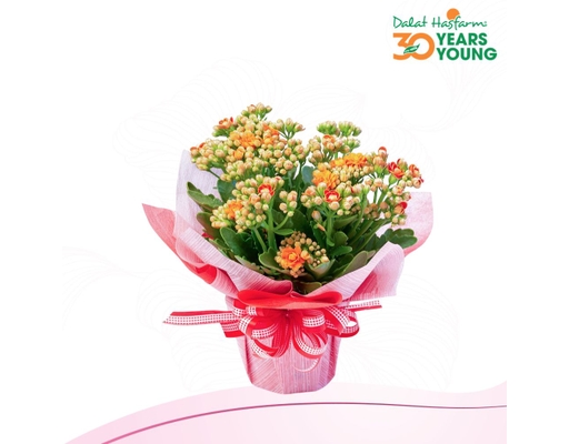 [Hàng Đặt Trước] Chậu Sống Đời Trung Kép Gói (Giao Mẫu Ngẫu Nhiên) Dalat Hasfarm ảnh 1