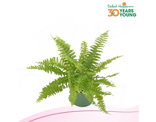 Chậu Dương Xỉ Mini Dalat Hasfarm ảnh 1