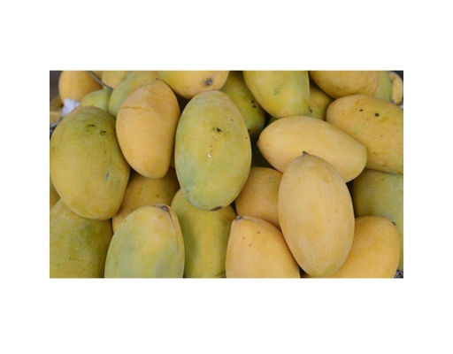 Xoài Keo Vàng 1.3kg AVN ảnh 3