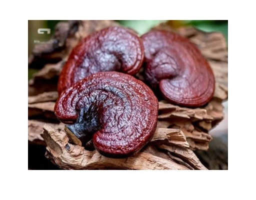 Nấm Linh Chi Khô 100g Trâm Anh ảnh 2