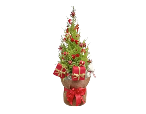 Tùng Thơm Trên 40cm Dalat Hasfarm ảnh 1