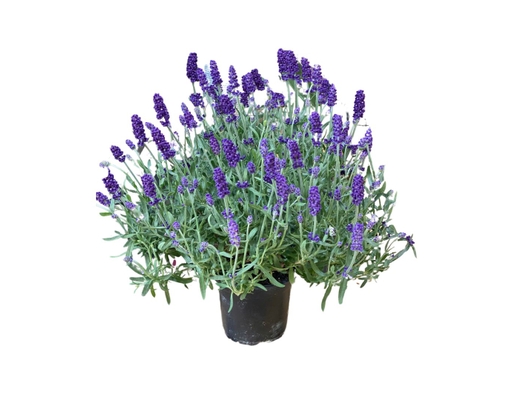 Chậu Oải Hương Trung Dalat Hasfarm ảnh 0