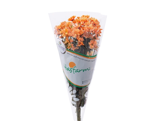 Cúc Nhánh Nhuộm (Màu Ngẫu Nhiên) Dalat Hasfarm ảnh 1
