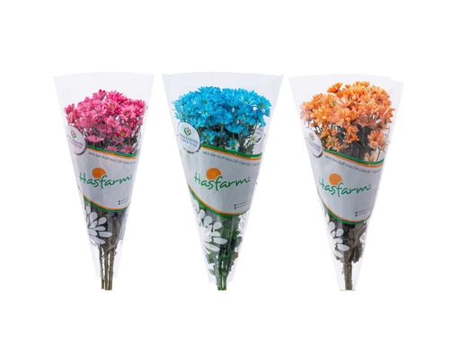 Cúc Nhánh Nhuộm (Màu Ngẫu Nhiên) Dalat Hasfarm ảnh 3