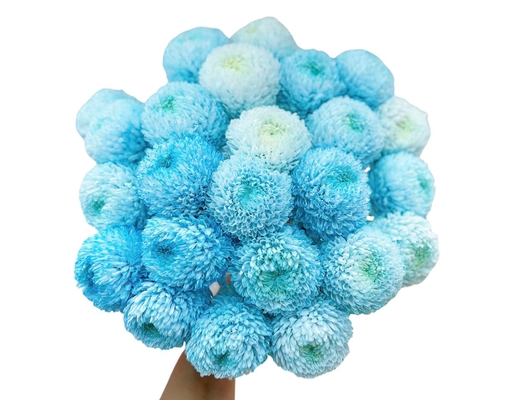Cúc Mẫu Đơn Nhuộm Dalat Hasfarm ảnh 0