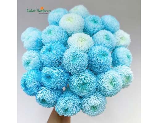 Cúc Mẫu Đơn Nhuộm Dalat Hasfarm ảnh 1