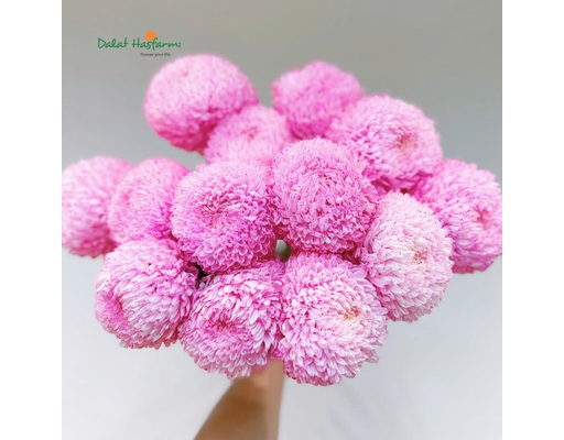 Cúc Mẫu Đơn Nhuộm Dalat Hasfarm ảnh 2