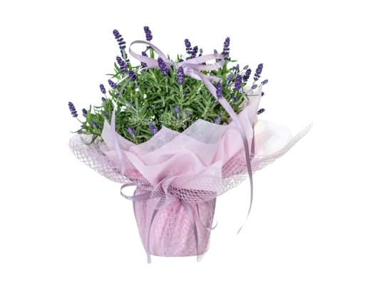 [Hàng Đặt Trước] Chậu Lavender Trung Gói (Giao Mẫu Ngẫu Nhiên) Dalat Hasfarm ảnh 0