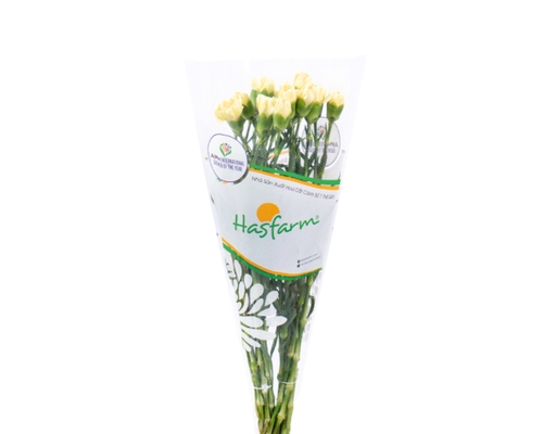 Hoa Cẩm Chướng Đơn 300g Dalat Hasfarm ảnh 0
