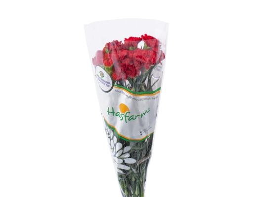 Hoa Cẩm Chướng Đơn 300g Dalat Hasfarm ảnh 2
