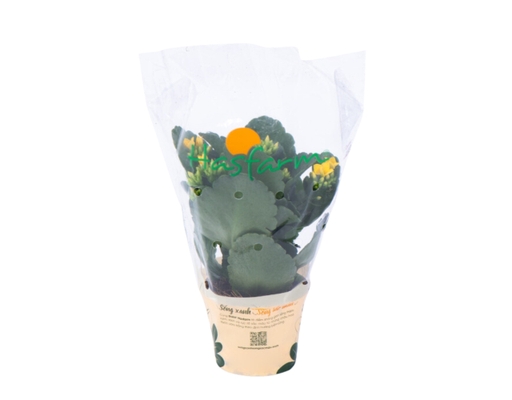 Chậu Sống Đời Trung Đơn Dalat Hasfarm ảnh 0