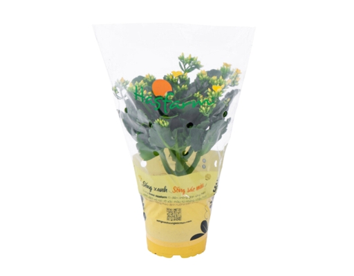 Chậu Sống Đời Mini Đơn Dalat Hasfarm ảnh 0