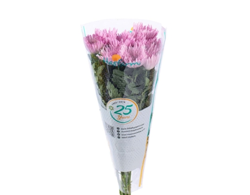 Cúc Đơn Hasfarm Dalat Hasfarm ảnh 0