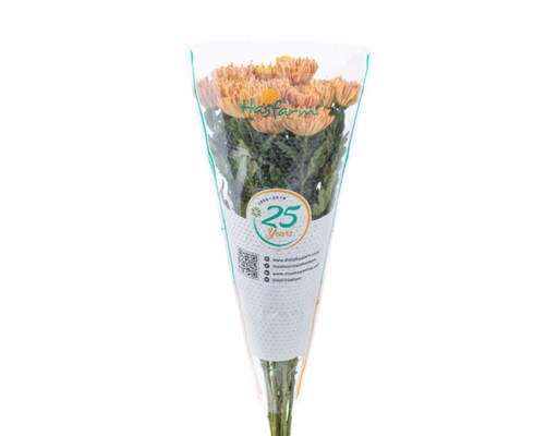 Cúc Đơn Hasfarm Dalat Hasfarm ảnh 1