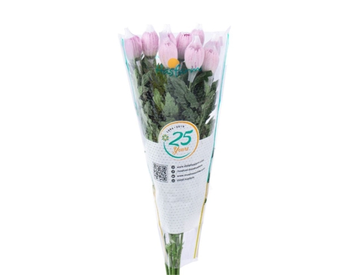 Cúc Đơn Hasfarm Dalat Hasfarm ảnh 2