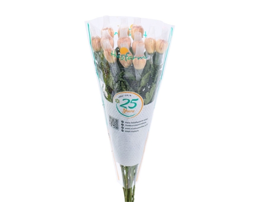 Cúc Đơn Hasfarm Dalat Hasfarm ảnh 3