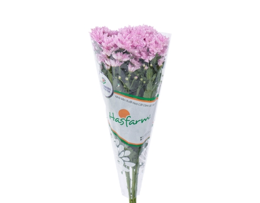 Cúc Nhánh Bó Dalat Hasfarm ảnh 0