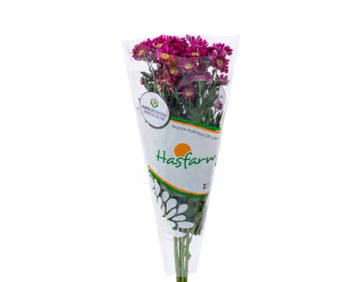 Cúc Nhánh Bó Dalat Hasfarm ảnh 1