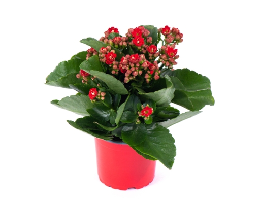 Chậu Sống Đời Trung Kép Dalat Hasfarm ảnh 0