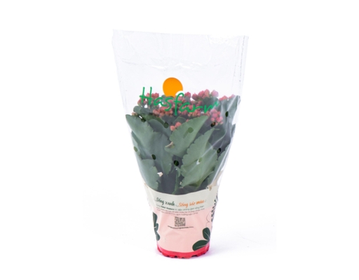 Chậu Sống Đời Trung Kép Dalat Hasfarm ảnh 1