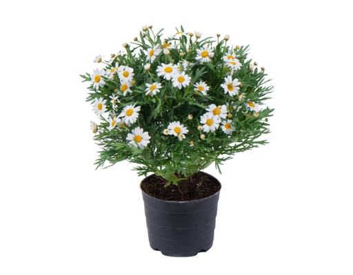Chậu Cúc Họa Mi Dalat Hasfarm ảnh 0