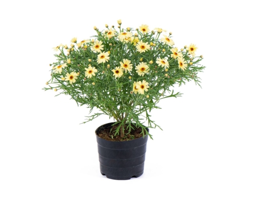 Chậu Cúc Họa Mi Dalat Hasfarm ảnh 1