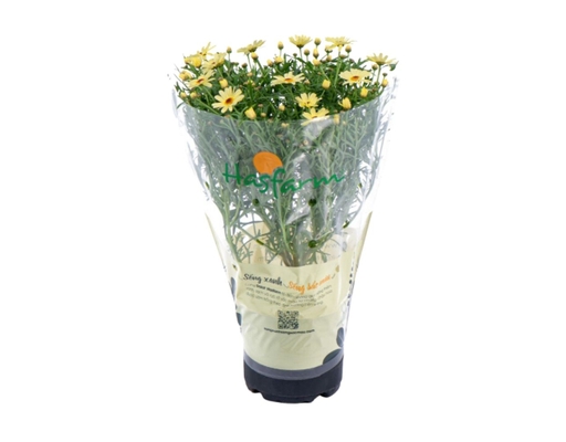 Chậu Cúc Họa Mi Dalat Hasfarm ảnh 2