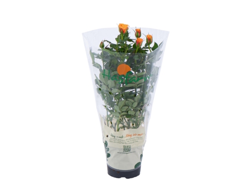 Chậu Hoa Hồng (Giao màu ngẫu nhiên) Dalat Hasfarm ảnh 2