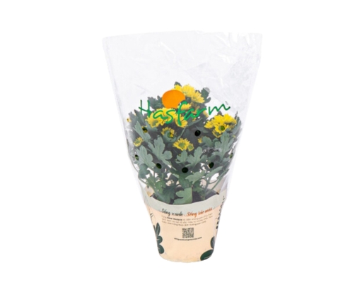Chậu Cúc Mini Dalat Hasfarm ảnh 0