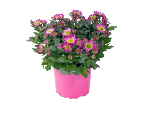 Chậu Cúc Trung Dalat Hasfarm ảnh 1