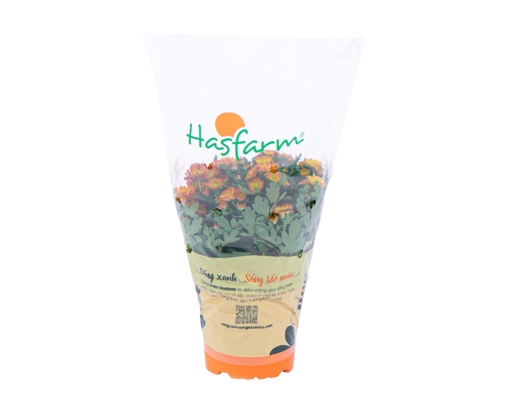 Chậu Cúc Trung Dalat Hasfarm ảnh 3