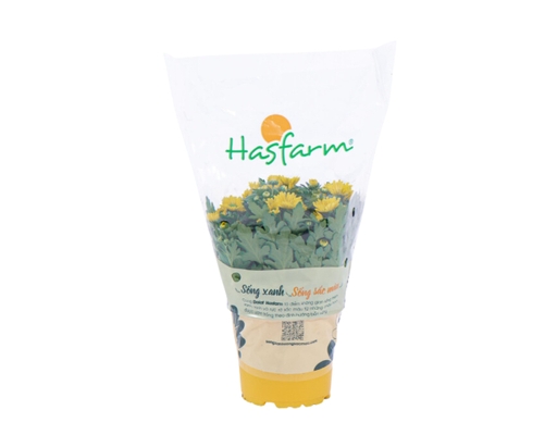 Chậu Cúc Trung Dalat Hasfarm ảnh 4