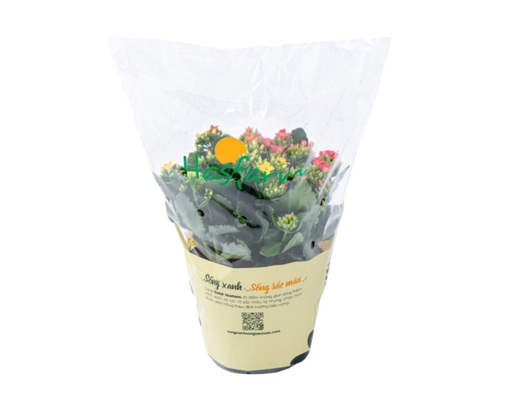 Chậu Sống Đời Kép Lớn Dalat Hasfarm ảnh 0
