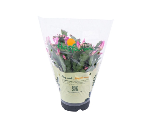 Chậu Tiểu Quỳnh Dalat Hasfarm ảnh 1