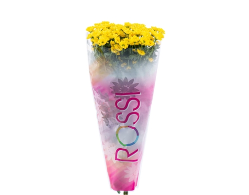 Cúc Rosssi Dalat Hasfarm ảnh 0